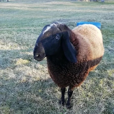 Bed and Breakfast Lo Scudiero 3*